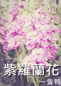 紫罗兰花种植